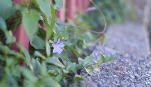 背景をぼかしたい！カメラでボケを出すための4つのポイント【フォト練#002】